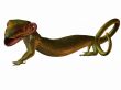 Gecko 3D
