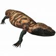 Gila Monster-Heloderma suspectum