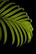 Green cycas leaf