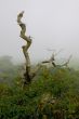 Dead tree in mountain