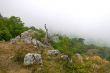 Hi-land flora in the fog