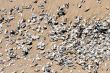 Shells and Sand