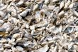 Lake Michigan Shells