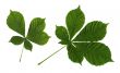 leaves of a chestnut