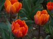 Orange flowers