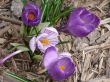 Purple Crocus