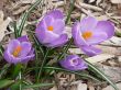 Purple Crocus