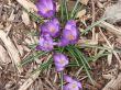 Purple Crocus