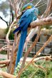 Blue And Gold Macaw 4808