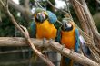 Blue And Gold Macaw 4816