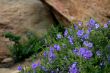 Wildflowers 6352