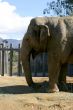 Elephant 4687