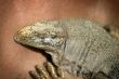 Iguana 4836