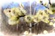 Willow in spring