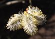 Willow in spring