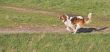 St. Bernard running