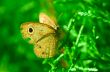 Beautiful Brown Butterfly