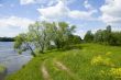 Green tree and blue skies over river Oka