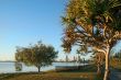 Southport Through Pandanus At Dawn