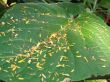 Tropical Leaves