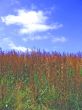 Whispering Grass