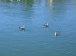 Water Fowl