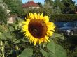 Bees on a Sunflower