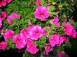 Pink Flowers in a Hanging Basket