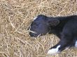 Sleeping Cow