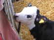 Baby Cow