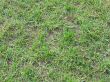 Grass