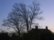 Tree and House Silhouette