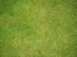 Green Grass Football Pitch Texture in England