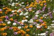 Flower carpet