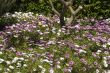 Flower carpet