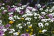 Flower carpet