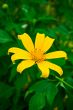Amazing Yellow Flower