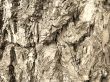 bark texture in sepia tone