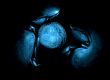 Dark-blue crab