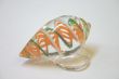Shell Paper Weight