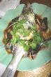 Chinese Sea Bass