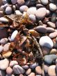 Seaweed