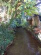 Small River Overgrown by Trees in Sunshine