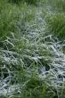 Frosty Grass