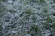 Icy Grass