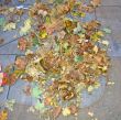 Rotten City Leaves