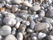 Pebbles on a South Devon Beach