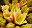 lilies#2