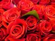 red roses3