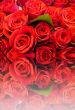 red roses4